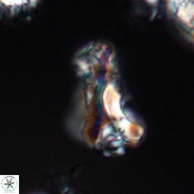Tripinnalithus shetlandensis 11462