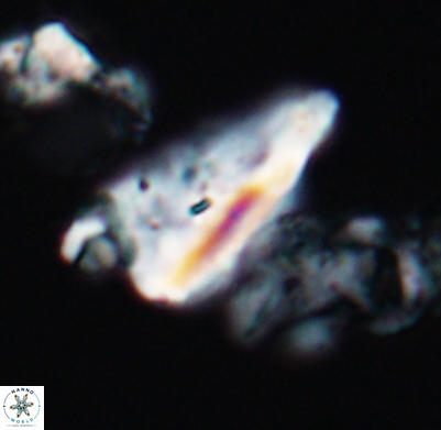 Tripinnalithus shetlandensis 11664