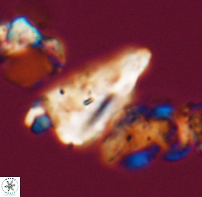 Tripinnalithus shetlandensis 11665