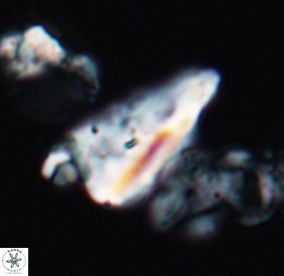 Tripinnalithus shetlandensis 11666