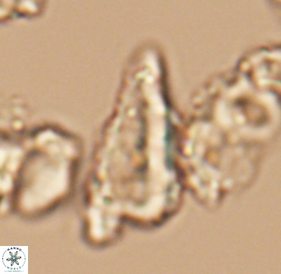 Tripinnalithus shetlandensis 11667