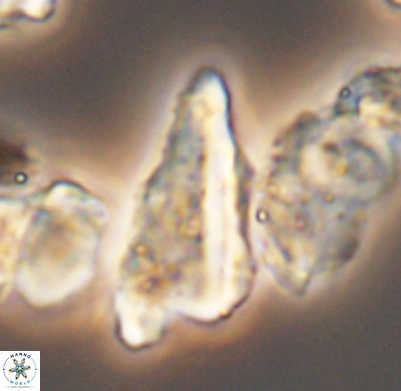 Tripinnalithus shetlandensis 11668