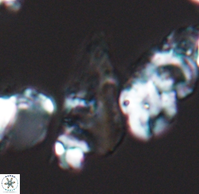 Tripinnalithus shetlandensis 11663