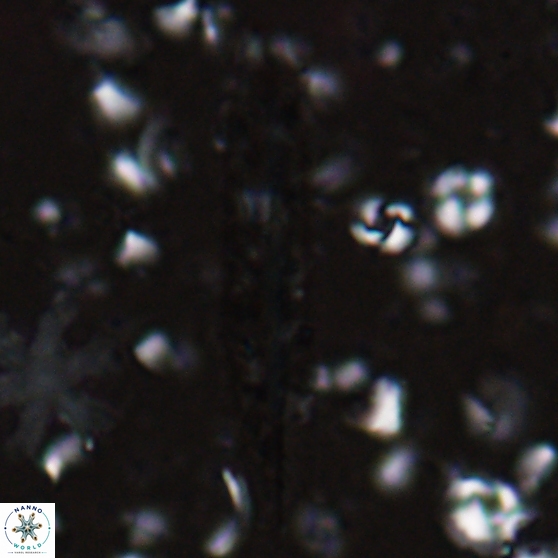 Triquetrorhabdulus carinatus dentatus 28077