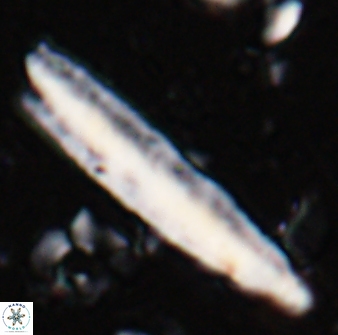 Triquetrorhabdulus carinatus rimosus 27816