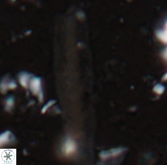 Triquetrorhabdulus carinatus rimosus 27818