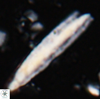 Triquetrorhabdulus carinatus rimosus 27820