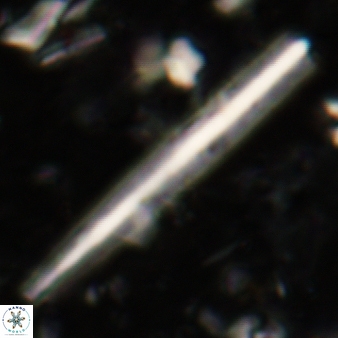 Triquetrorhabdulus carinatus 244