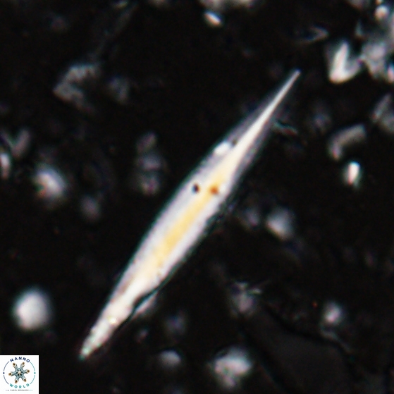 Triquetrorhabdulus carinatus 27867