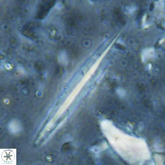 Triquetrorhabdulus carinatus 27869
