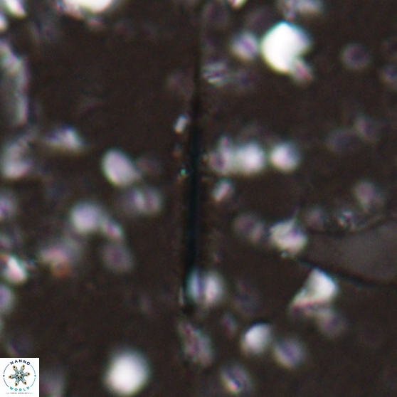 Triquetrorhabdulus carinatus 27862