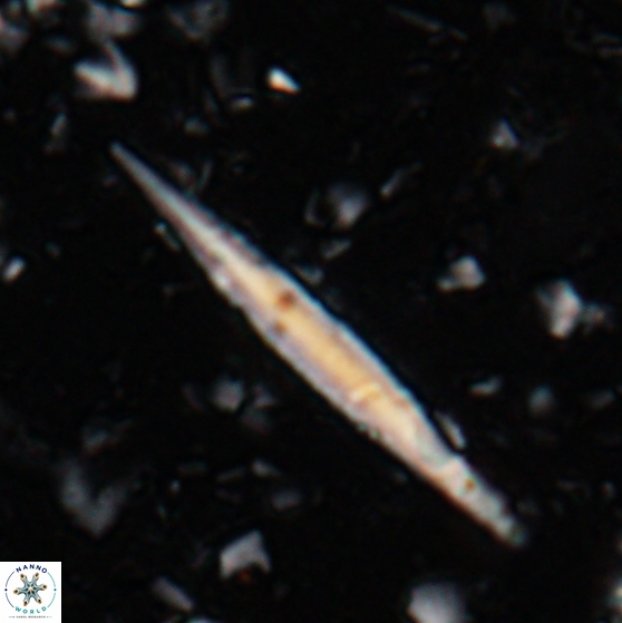 Triquetrorhabdulus carinatus 27863
