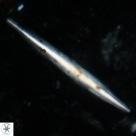 Triquetrorhabdulus carinatus 33