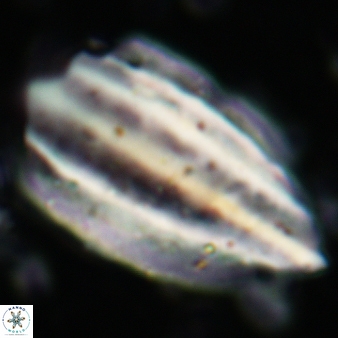 Triquetrorhabdulus challengeri 118