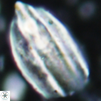 Triquetrorhabdulus challengeri 1898