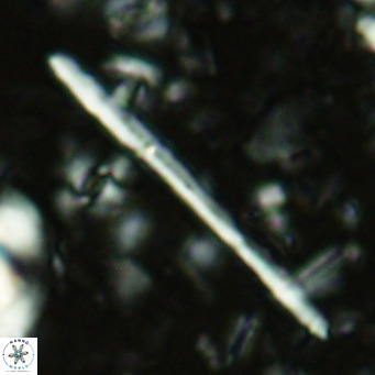 Triquetrorhabdulus longus VR 16556