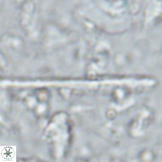 Triquetrorhabdulus longus VR 16561