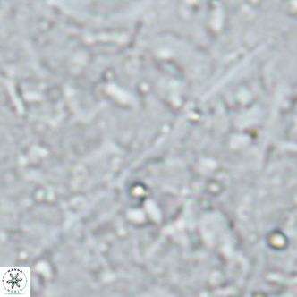 Triquetrorhabdulus longus VR 16562