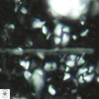 Triquetrorhabdulus longus VR 16576
