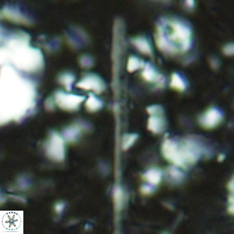 Triquetrorhabdulus longus VR 16577