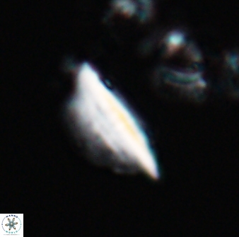 Triquetrorhabdulus milowii 22696