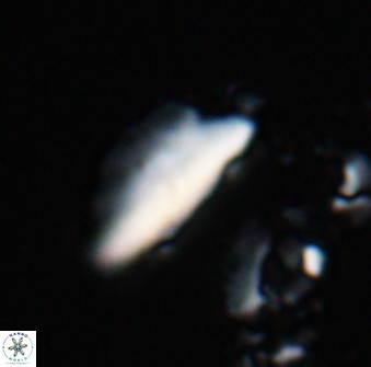 Triquetrorhabdulus milowii 22701