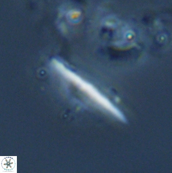Triquetrorhabdulus milowii 22704