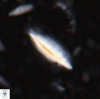 Triquetrorhabdulus milowii 28141