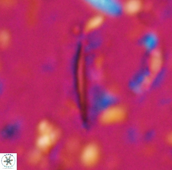 Triquetrorhabdulus milowii 28143