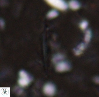 Triquetrorhabdulus milowii 28144