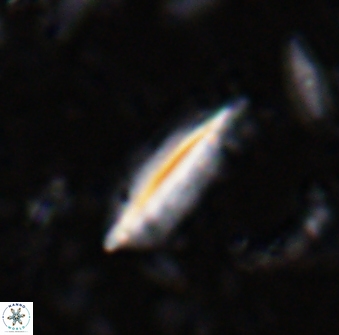 Triquetrorhabdulus milowii 28146