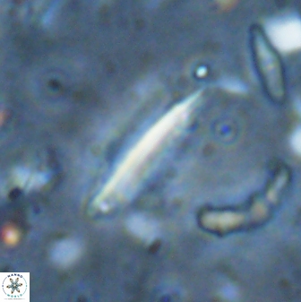 Triquetrorhabdulus milowii 28149