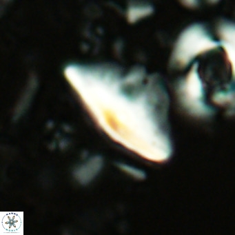 Triquetrorhabdulus milowii VR 16746