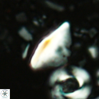 Triquetrorhabdulus milowii VR 16753