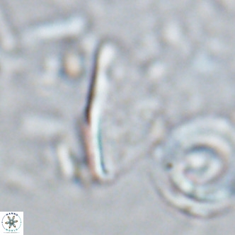 Triquetrorhabdulus milowii VR 16758