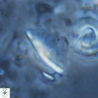 Triquetrorhabdulus milowii VR 16762