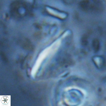 Triquetrorhabdulus milowii VR 16765
