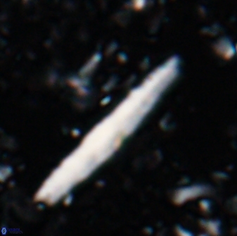 Triquetrorhabdulus rioi 22740