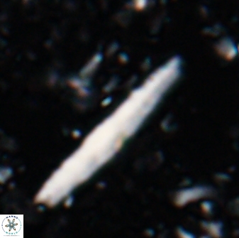 Triquetrorhabdulus rioi 22740