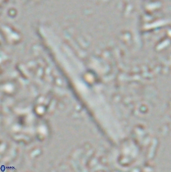 Triquetrorhabdulus rioi 22741
