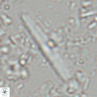 Triquetrorhabdulus rioi 22741