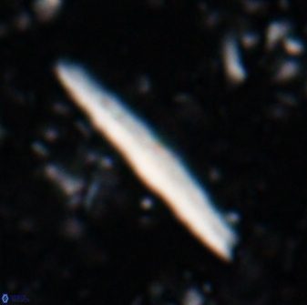 Triquetrorhabdulus rioi 22734