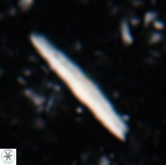 Triquetrorhabdulus rioi 22734