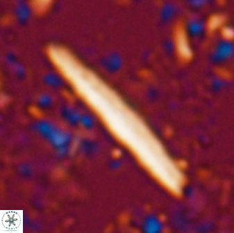 Triquetrorhabdulus rioi 22735