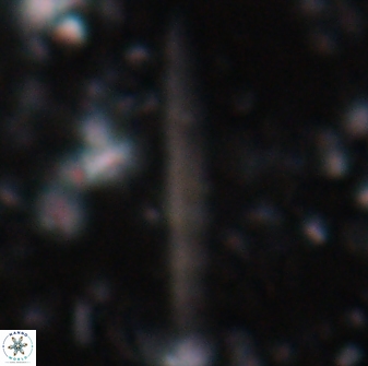 Triquetrorhabdulus rioi 22737