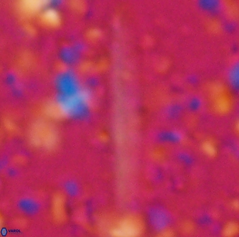 Triquetrorhabdulus rioi 22738