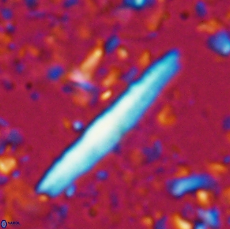 Triquetrorhabdulus rioi 22739