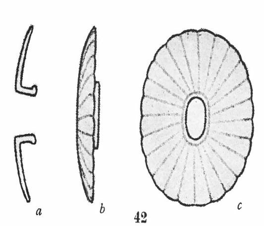 Umbellosphaera tenuis VR 04590