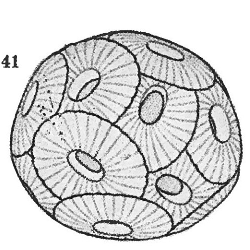 Umbellosphaera tenuis VR 04590