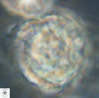 UFO A 66039